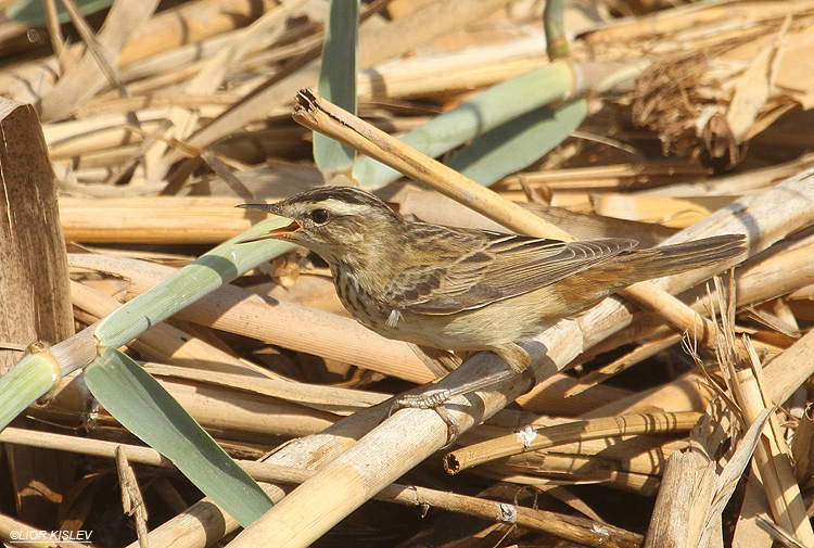 Sedge Warbler  Acrocephalus schoenobaenus .Kibbutz Hamadia fish ponds ,Beit Shean valley ,October 2012.Lior Kislev,